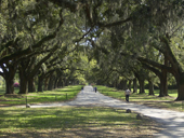 Plantations Photo Gallery